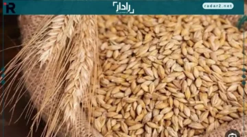 سعر الطن.. ارتفاع جديد في تكلفة الأرز الشعير يوم السبت 15 نوفمبر 2025